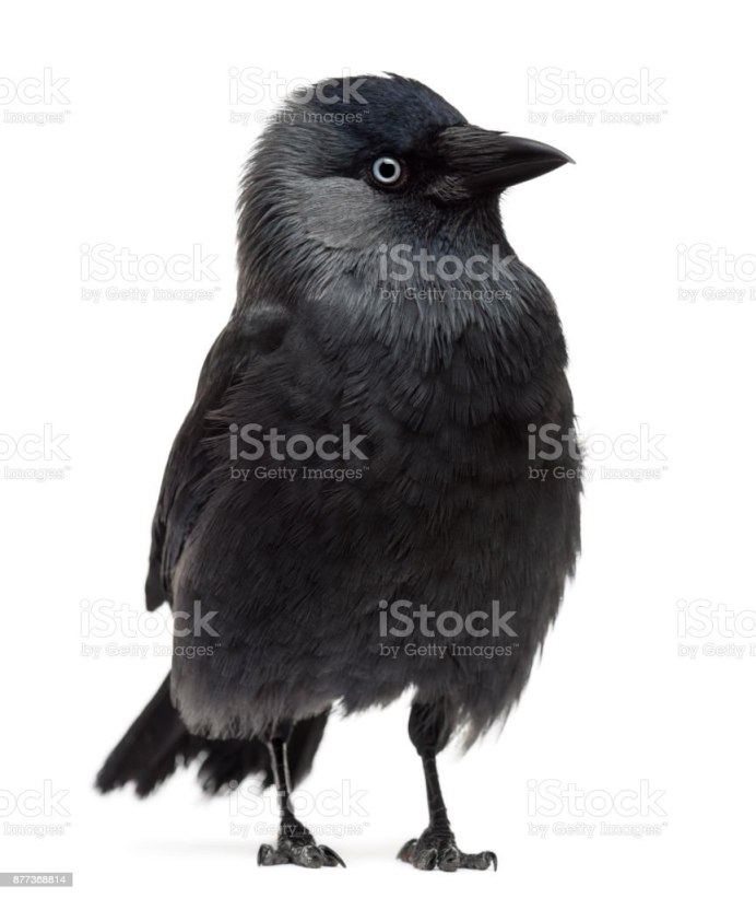 Галка на белом фоне