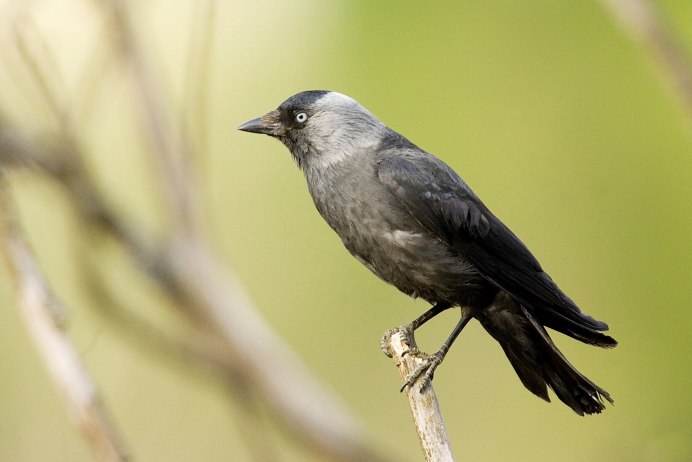 Галка картинка для детей