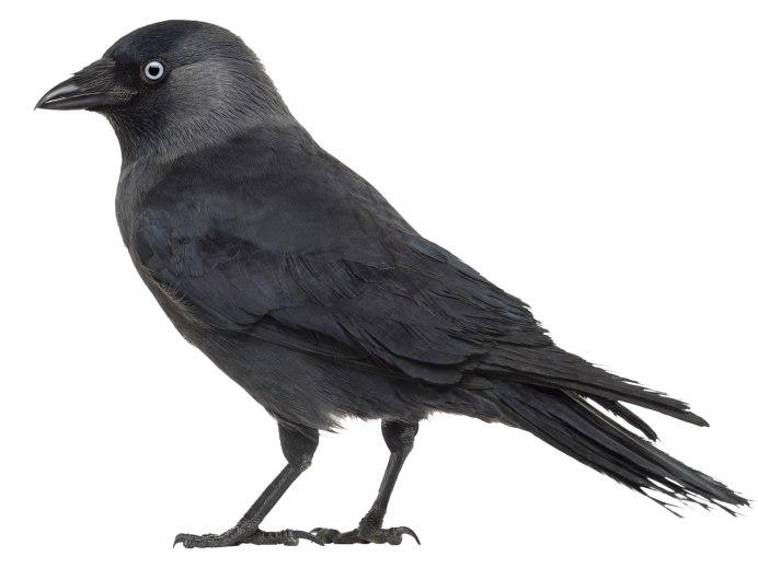 Галка птица