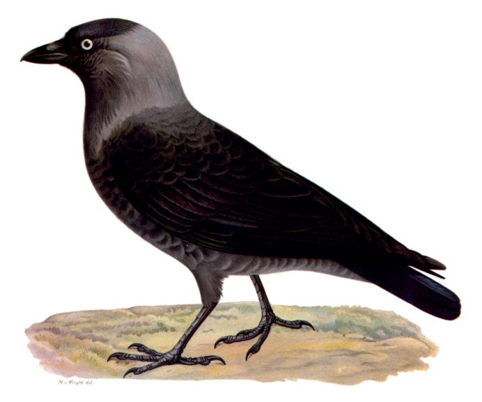 Галки, ворона, сорока, ворон