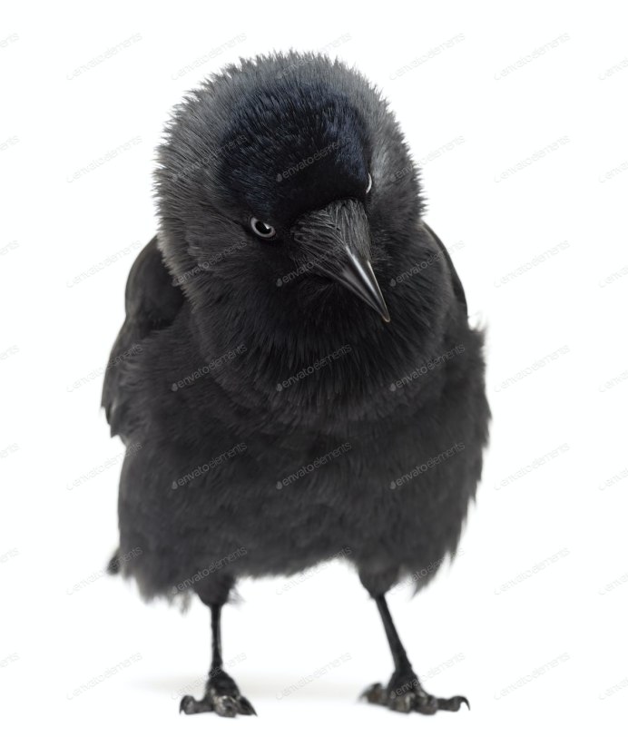 Слеток галки