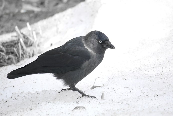 Галка картина