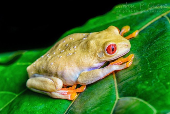 Животное Rana temporaria