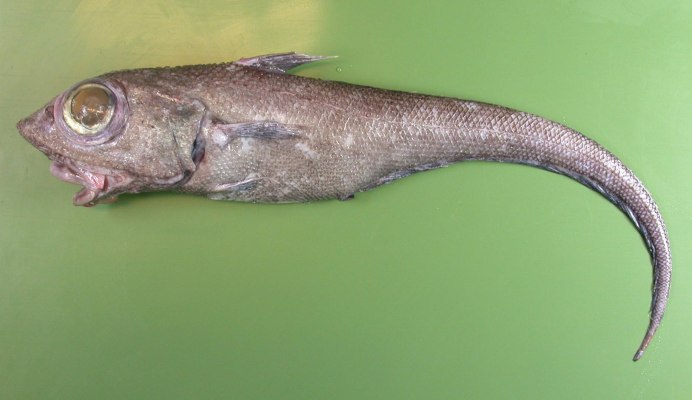 Северный макрурус (macrourus berglax)