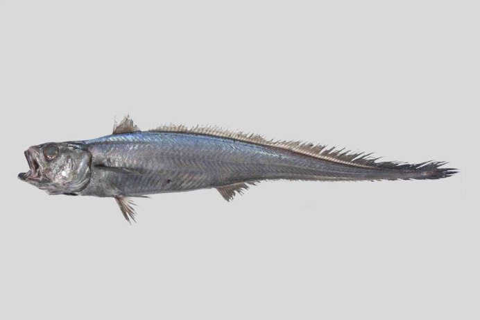 Налим нитеперый большеглазый phycis Blennoides