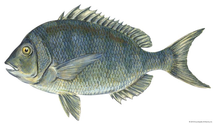 Король морей и океанов рыба