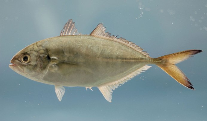 Coryphaenoides rupestris