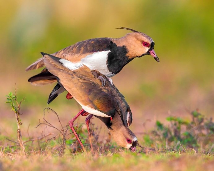 Атлантический паффин