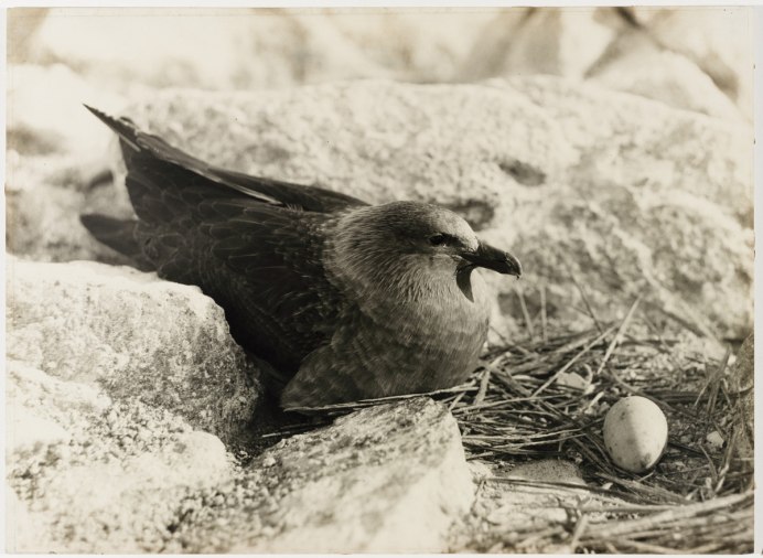 Птица усатая синица