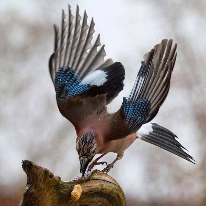 Обыкновенная майна или саранчовый скворец