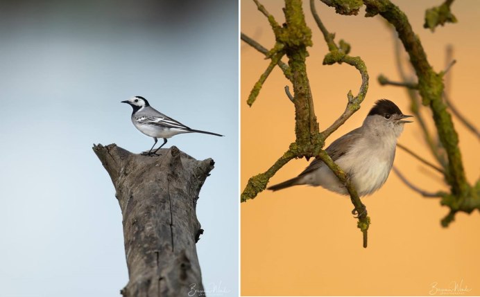 Шона Грассера