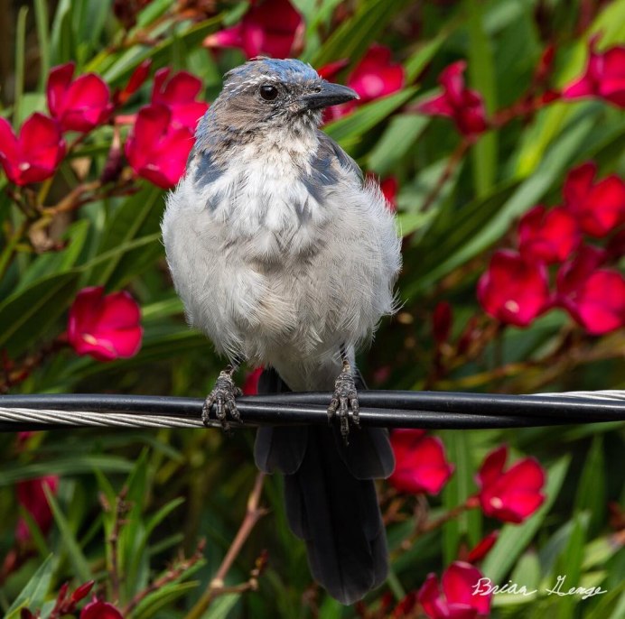 Картинки Шона Грассера птицы