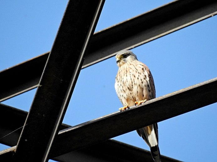 Шона Грассера