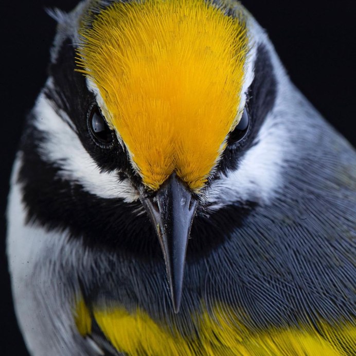 Piping Plover перевод на русский