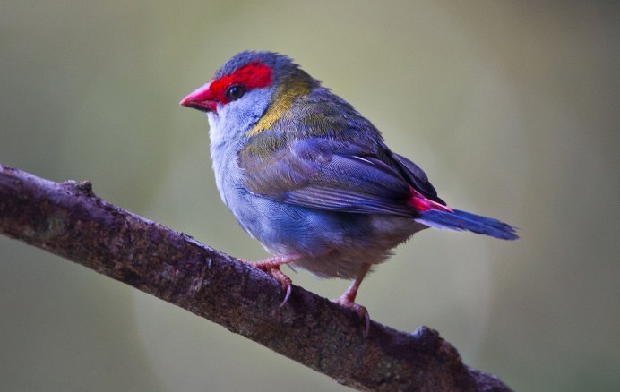 Японский амадин