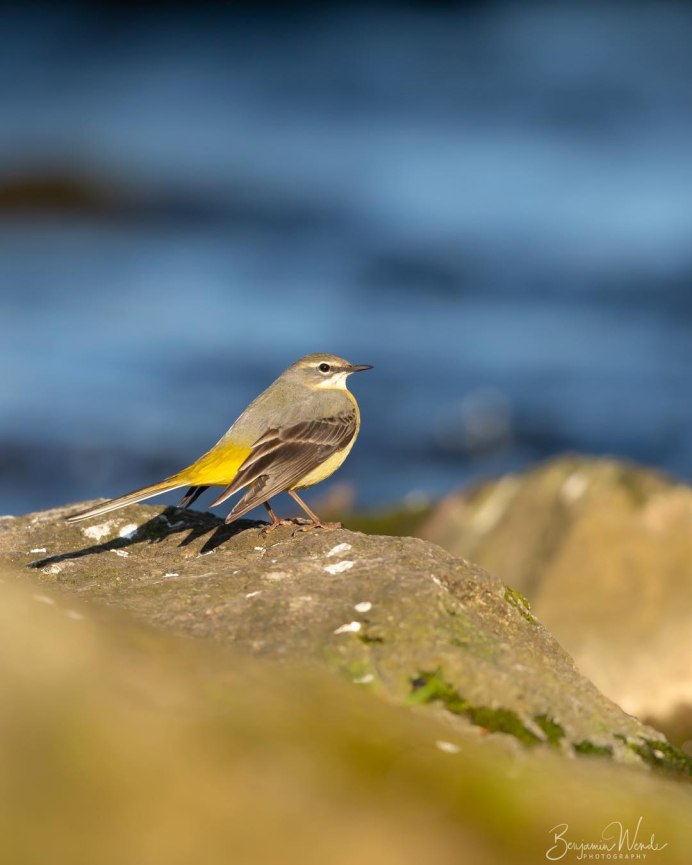 Сельдевая Чайка