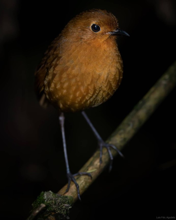 Красивые картинки животных