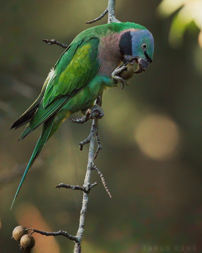 Птица на ветке