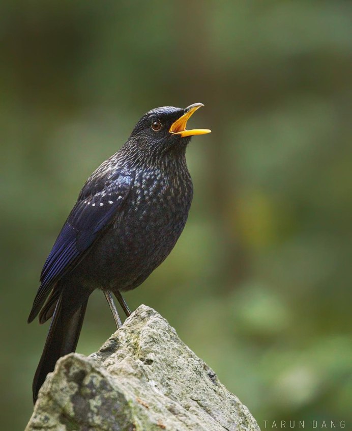 Фото зверя Бенджамина