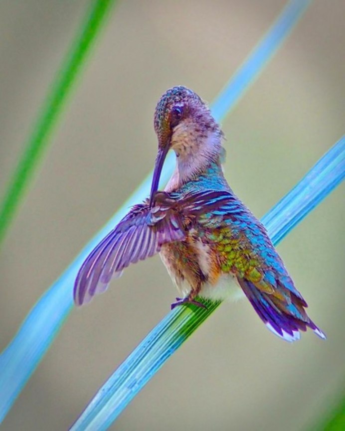 Фото птичек не от фото шопеные