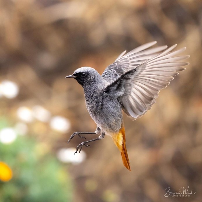 Чайка в природе