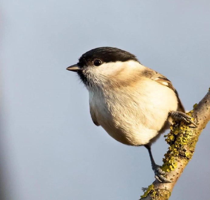 Тарун птичка