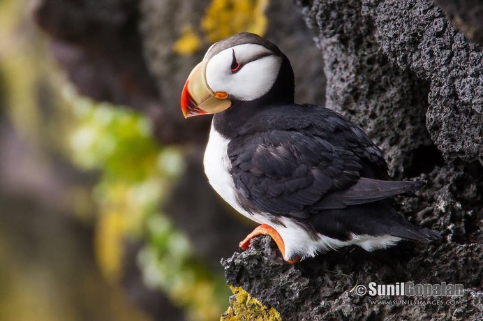 Тигровый астрильд птицы