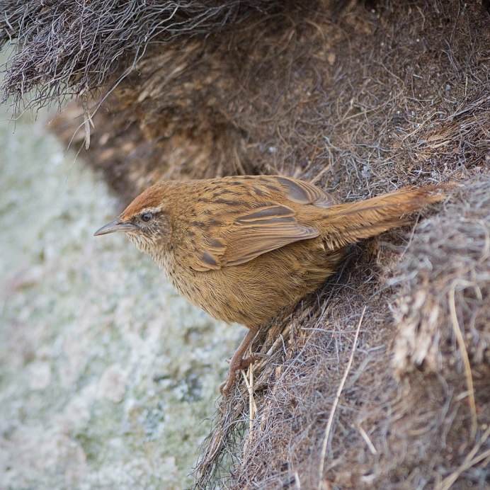 Чайки с красным клювом