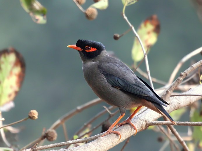 Тростниковый тиранн фото птицы