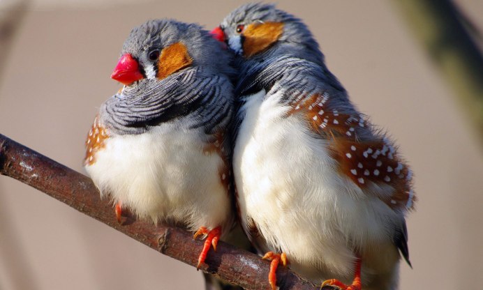 Амадины Гульда