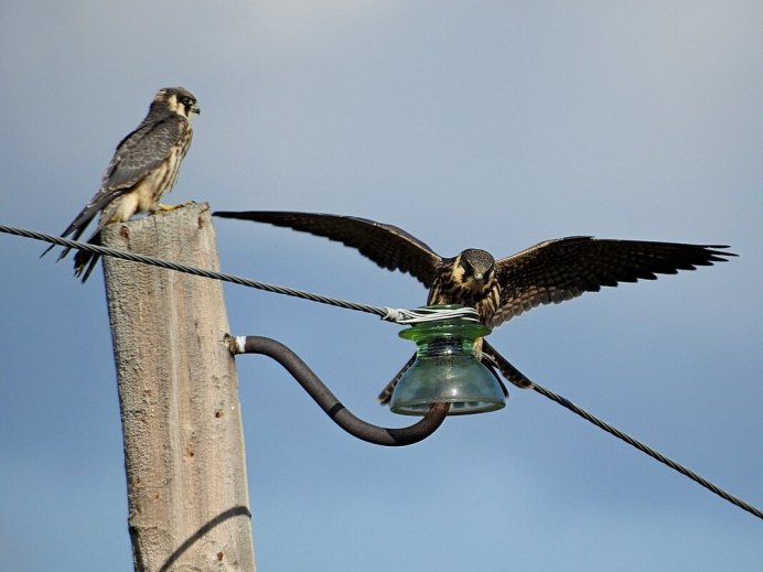 Баклан Альбатрос