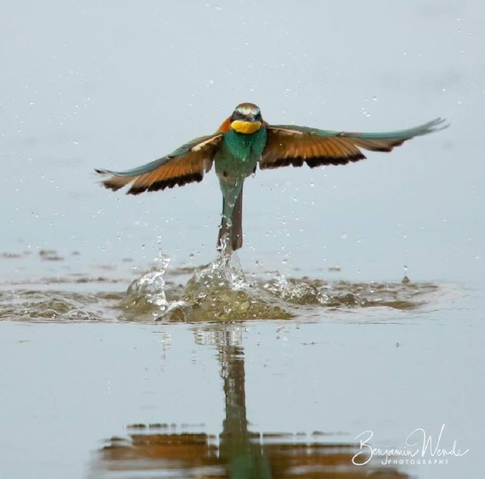 Афганский скворец майна