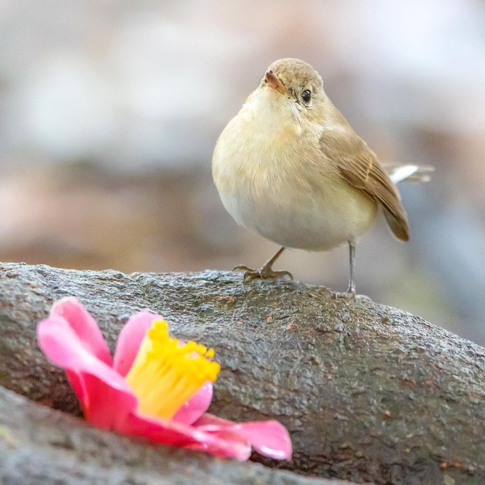 Фото съёмка птиц в Венгрии
