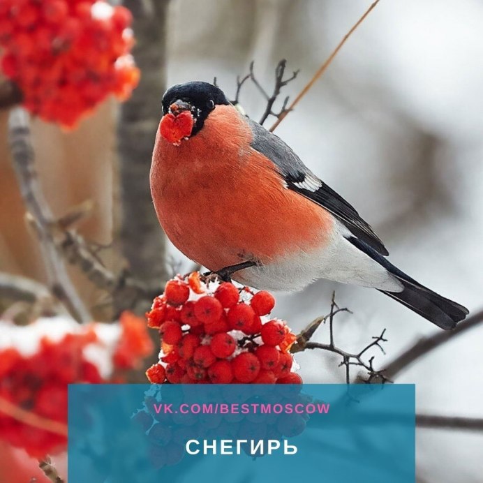 Снегирь ягоды рябины