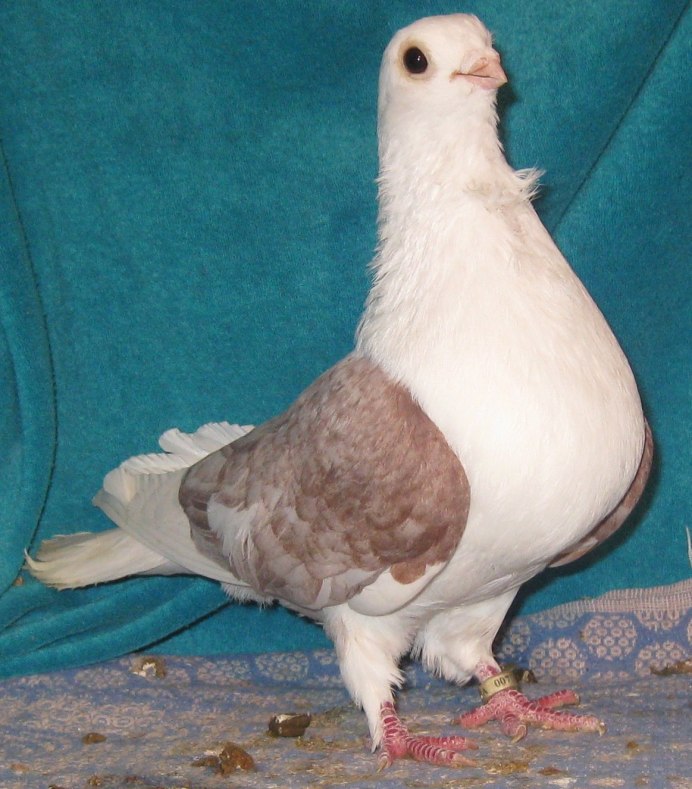 Китайская Чайка