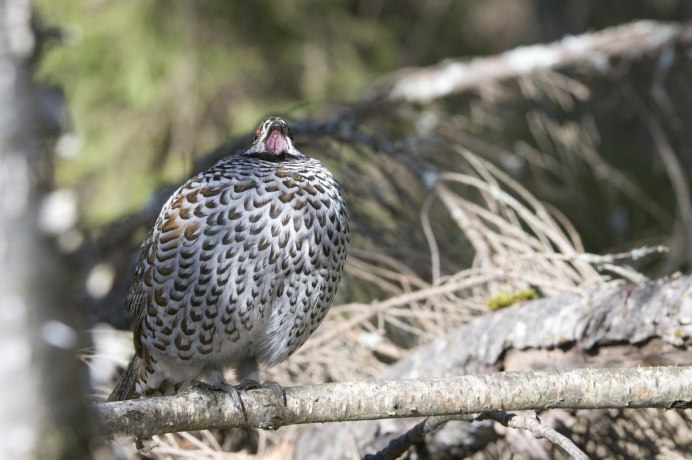 Рябчик Королевский
