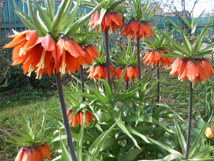 Рябчик Tetrastes bonasia