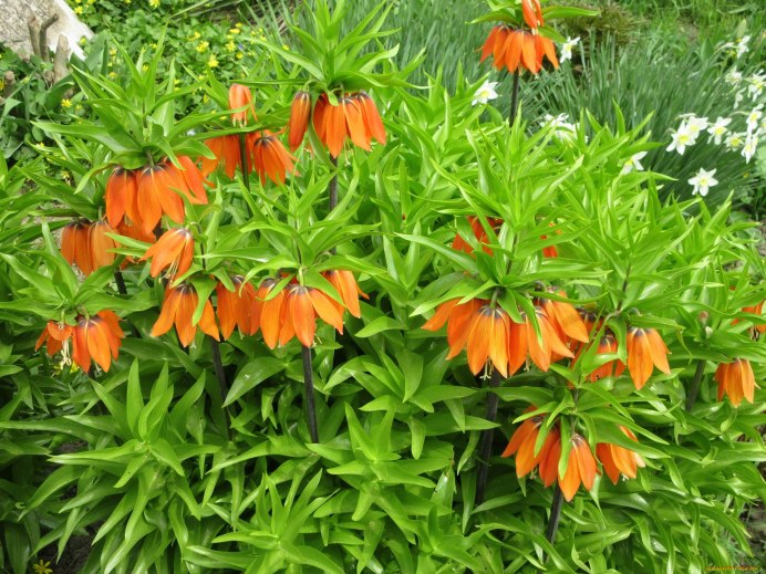 Рябчик Tetrastes bonasia