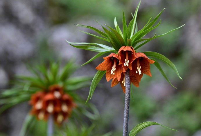 Fritillaria meleagris
