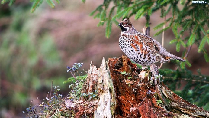 Голос самца рябчика