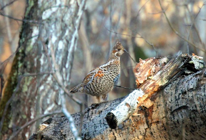 Рябчик Северцова
