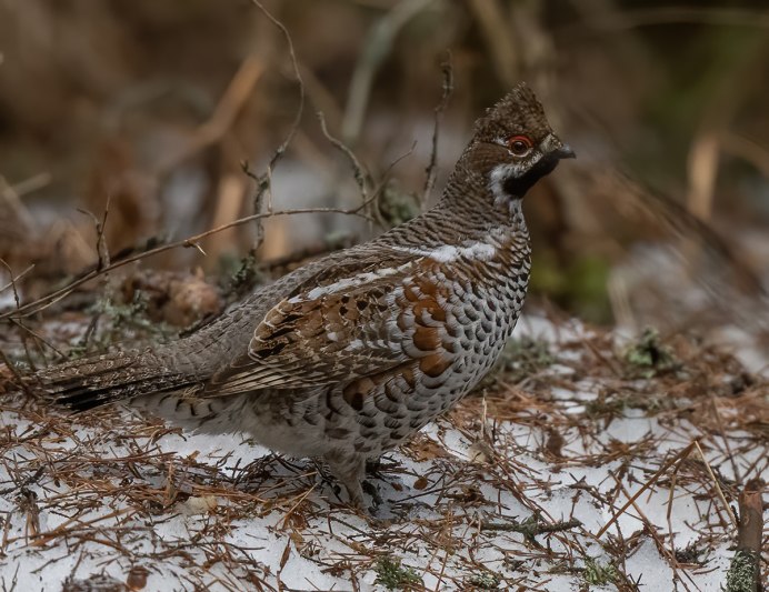 Рябчик в лесотундре