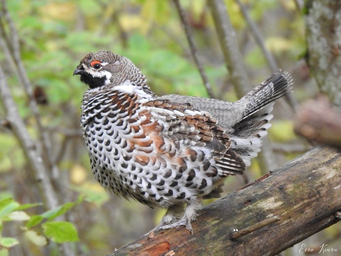 Хохлатый рябчик рябчик