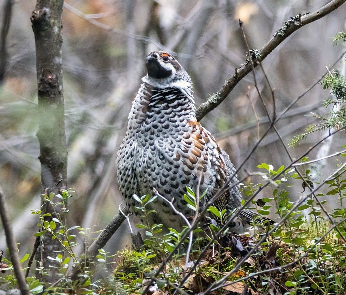 Воротничковый рябчик