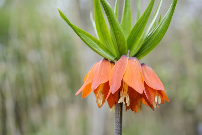 Фритиллярия оранж (рябчик)