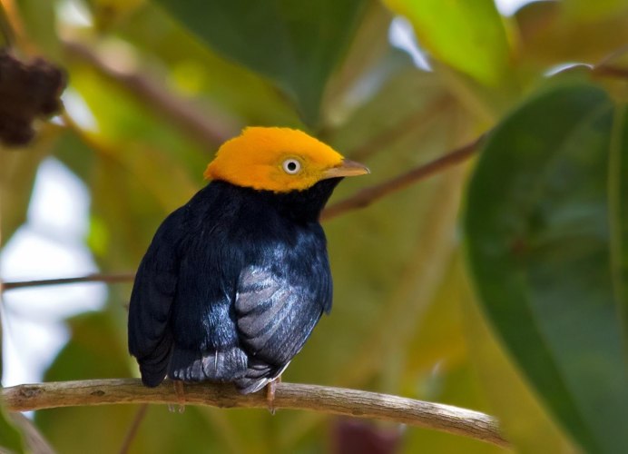 Crested Barbet птица