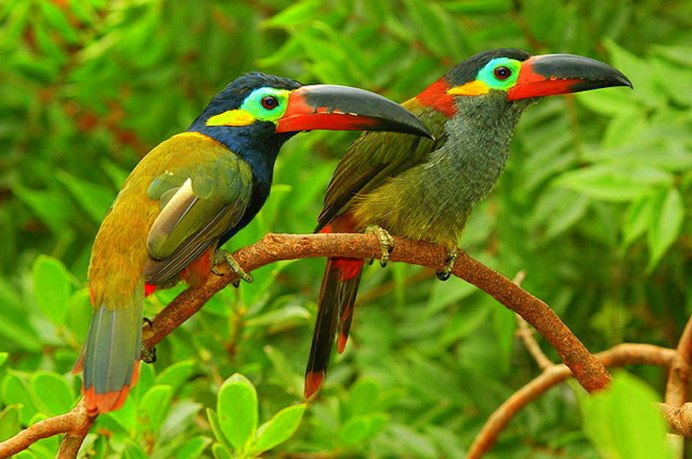 Сойка обыкновенная garrulus glandarius