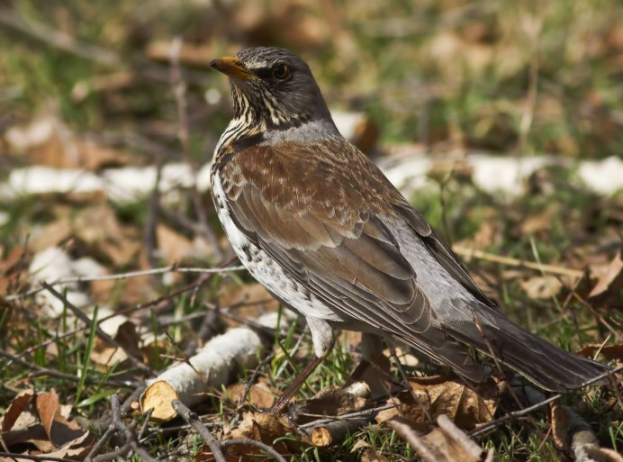 Глухарь (Tetrao urogallus)