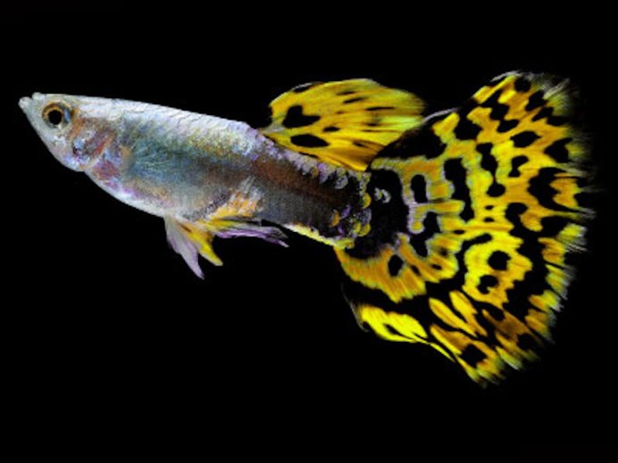 Poecilia reticulata