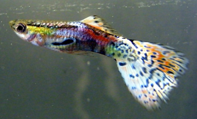 Гуппи Poecilia reticulata